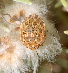 Sphaerocoris testudogrisea