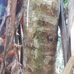 Pandanaceae