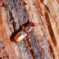 Cryptolestes ferrugineus