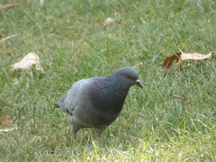 Columba livia domestica