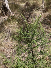 Olearia microphylla