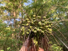 Tacca leontopetaloides image