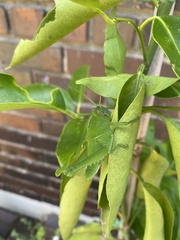 Acanthacris ruficornis