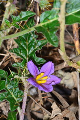Solanum cinereum