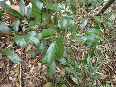 Cryptocarya