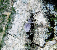 Otiorhynchus rotundus