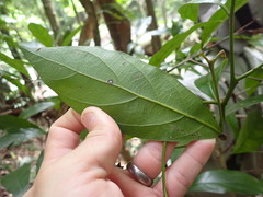 Cryptocarya