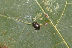 Chaetocnema hortensis