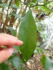 Cryptocarya