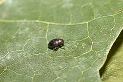Chaetocnema hortensis
