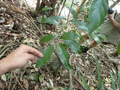 Cryptocarya