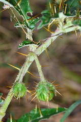 Solanum cinereum
