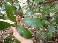 Cryptocarya
