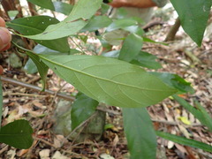 Cryptocarya