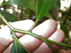 Cryptocarya