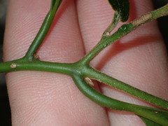 Cryptocarya