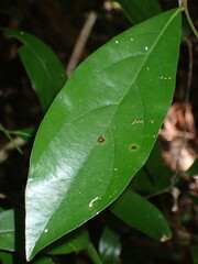 Cryptocarya
