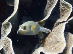 Arothron nigropunctatus