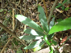 Carronia multisepalea