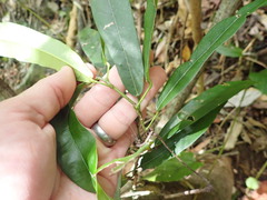 Carronia multisepalea