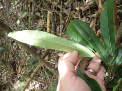 Carronia multisepalea