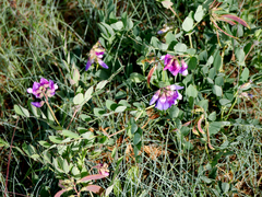 Lathyrus japonicus