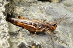 Chorthippus alticola