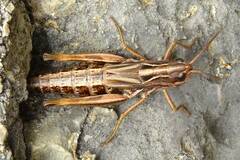 Chorthippus alticola