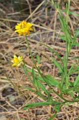 Xerochrysum bracteatum