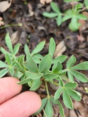 Lupinus hispanicus
