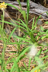 Xerochrysum bracteatum
