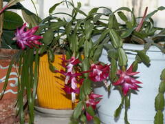 Schlumbergera