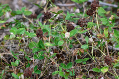 Trifolium pratense