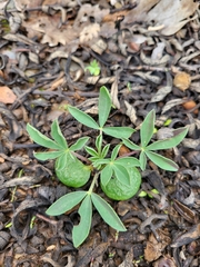Lupinus hispanicus