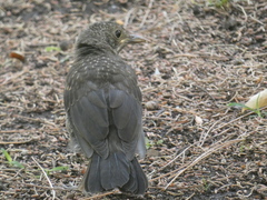 Turdus merula