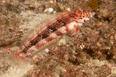 Eupetrichthys angustipes