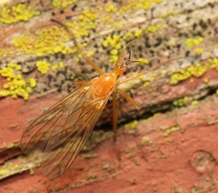 Empis lutea
