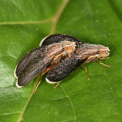 Eutreta noveboracensis