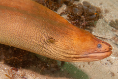 Gymnothorax prasinus