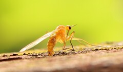Empis lutea