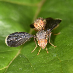 Eutreta noveboracensis