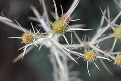 Eryngium campestre