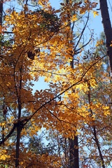 Carya tomentosa