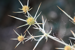 Eryngium campestre