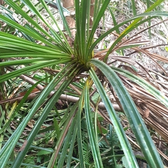 Pandanaceae