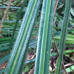 Pandanaceae