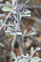 Pyrus elaeagrifolia