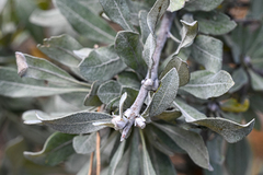 Pyrus elaeagrifolia