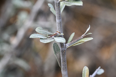 Pyrus elaeagrifolia