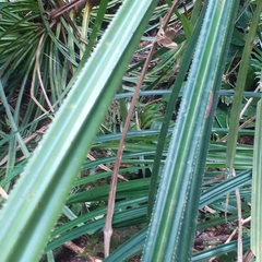 Pandanaceae